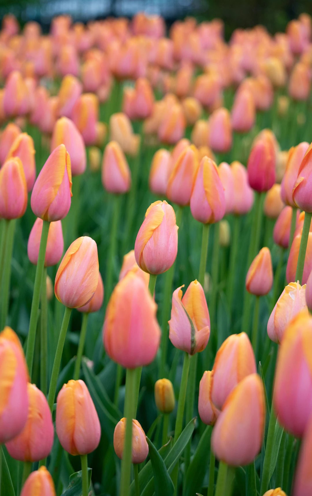 Les couleurs tendances du printemps-été 2024 - parlezmode.com